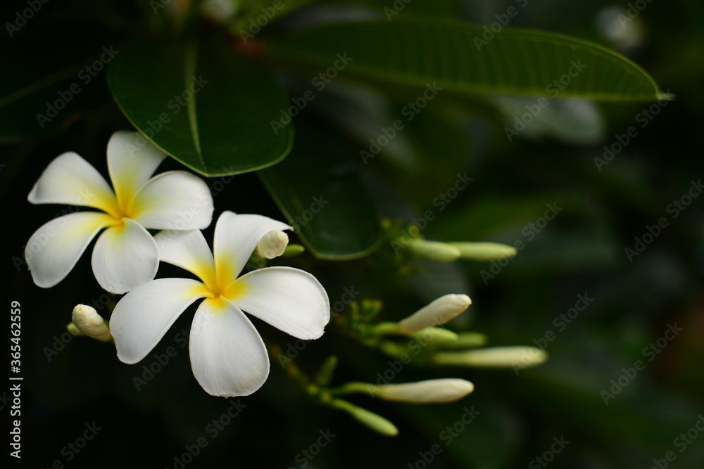 Fototapeta premium Colorful flowers in the garden.Plumeria flower blooming.Beautiful flowers in the garden Blooming in the summer.