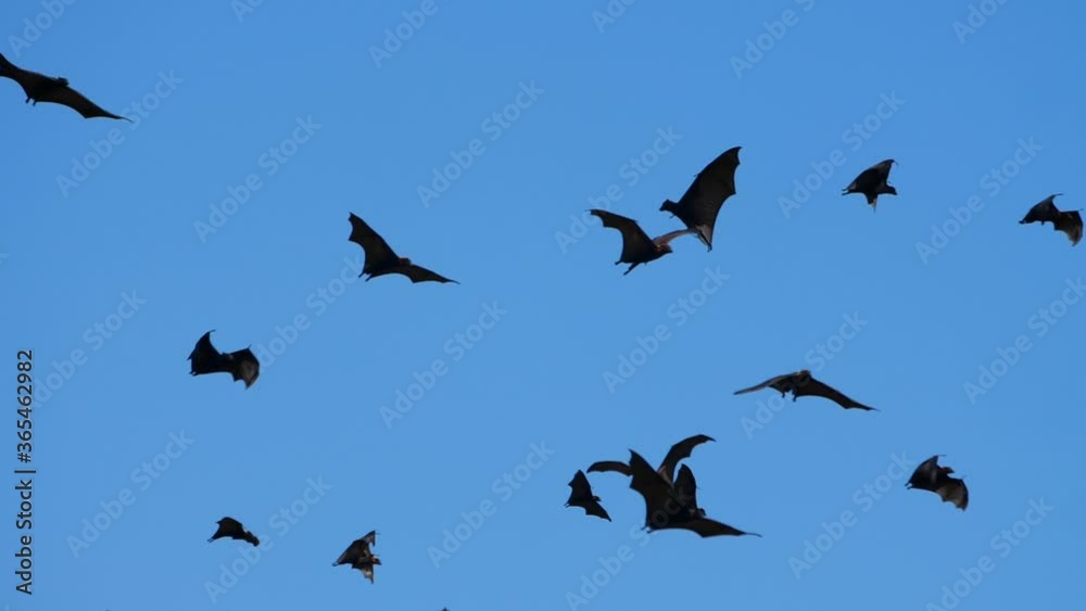 Following a single flying fox (bat) flying beneath a blue sky past other bats Following a single flying fox (bat) flying beneath a blue sky past other bats