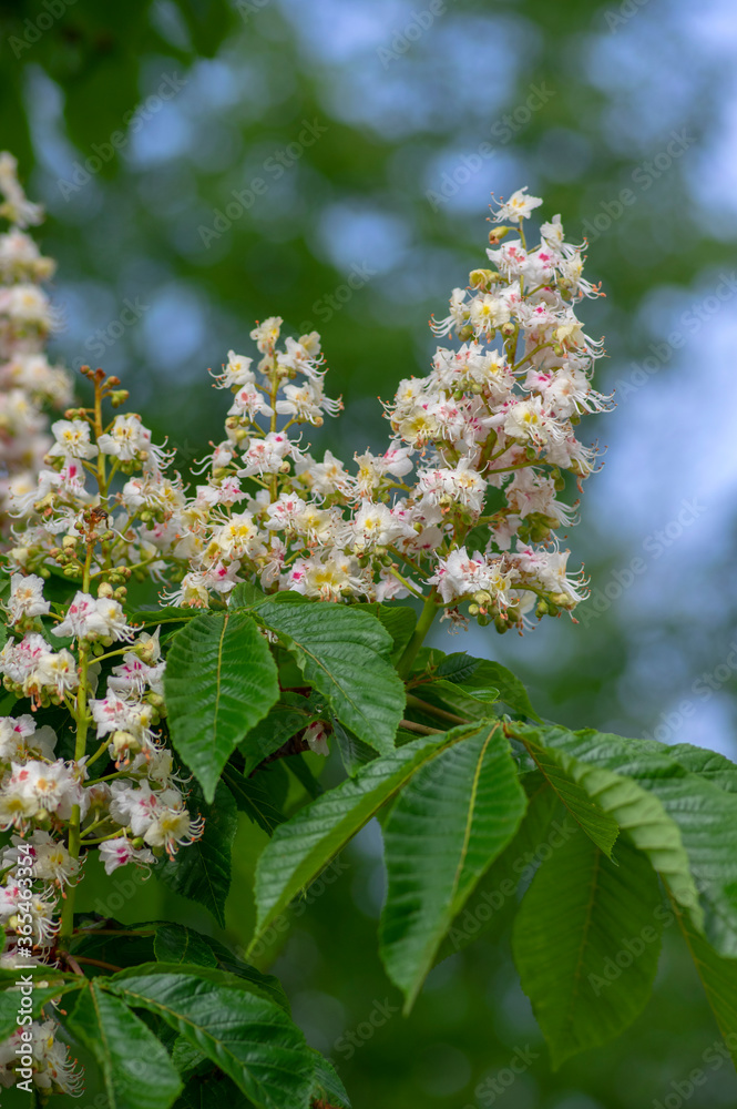 Aesculus hippocastanum horse chestnut tree in bloom, group of white flowering flowers on branches Aesculus hippocastanum horse chestnut tree in bloom, group of white flowering flowers on branches