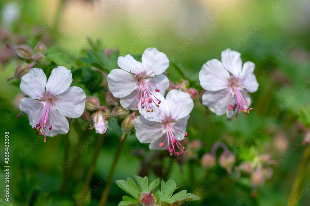 geranium cantabrigiense biokovo white flowering cranesbills plants, group of white flowers and buds in bloom