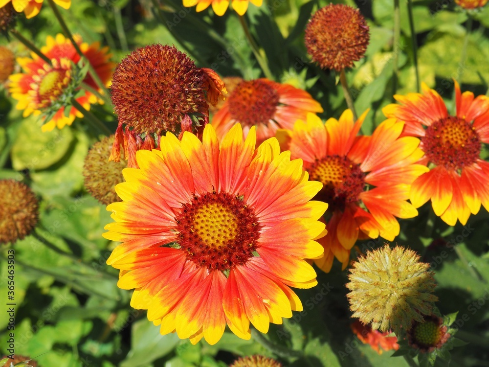 Bright yellow red flowers on the road side in Hungarian rural area Bright yellow red flowers on the road side in Hungarian rural area