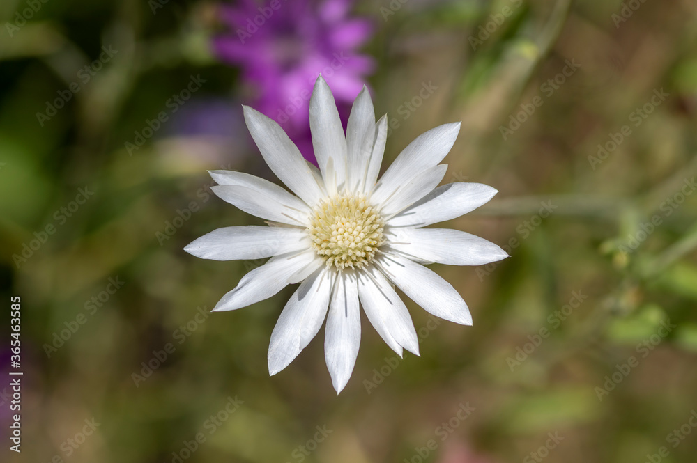 Xeranthemum annuum white and violet immortelle flowers in bloom, group of flowering plants in the garden Xeranthemum annuum white and violet immortelle flowers in bloom, group of flowering plants in the garden
