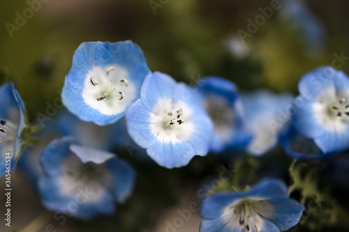 Wallpaper Mural ネモフィラ Torontodigital.ca