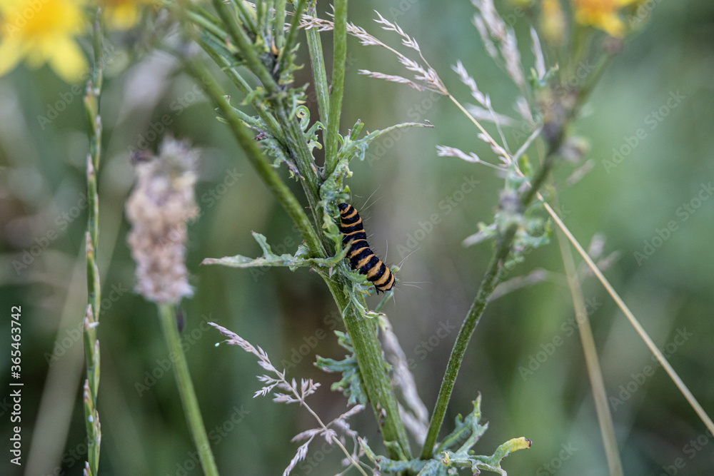 Wildlife Sanctuary Höltigbaum - caterpillar Wildlife Sanctuary Höltigbaum - caterpillar