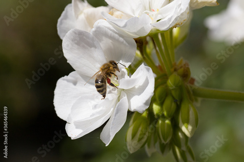 An insect collecting nectar at a white blossom