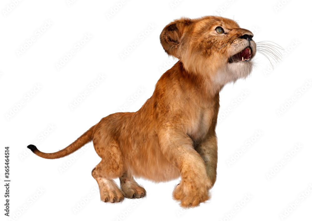 Obraz premium 3D Rendering Lion Cub on White
