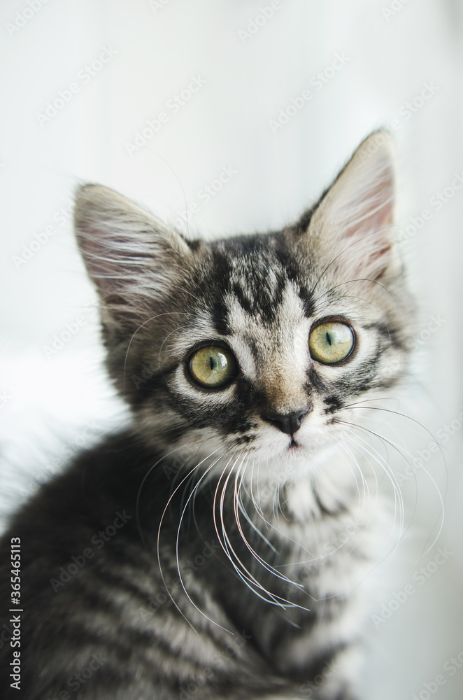 Striped pet cat with green eyes looking at camera