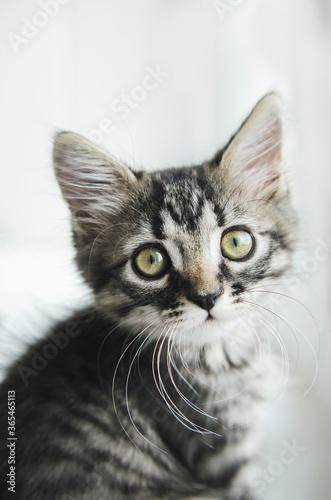 Striped pet cat with green eyes looking at camera