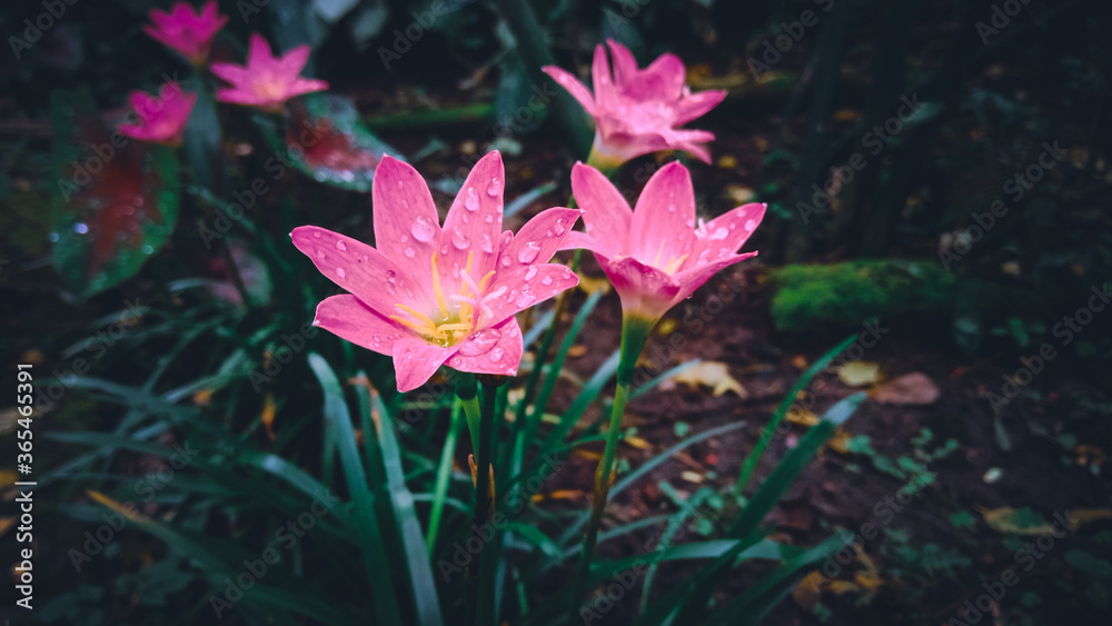 Pink rainy lily flower with leafs, petals and green blury background. Pink rainy lily flower with leafs, petals and green blury background.