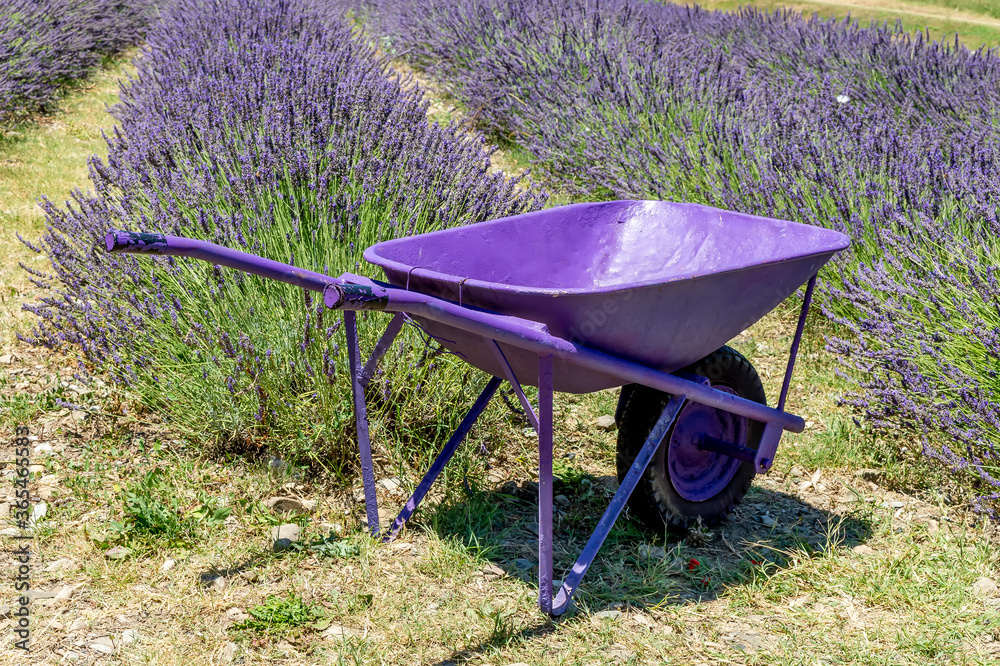 A completely purple wheelbarrow with a lavender field in the countryside of Santa Luce, Pisa, Italy A completely purple wheelbarrow with a lavender field in the countryside of Santa Luce, Pisa, Italy