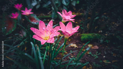 Beautiful pink rainy lily flower with petal  leafs and beautiful background.