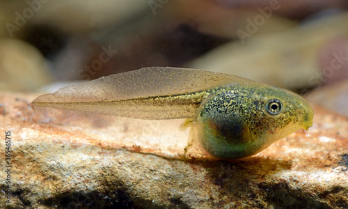 Foto Kaulquappe des Europäischen Laubfrosch (Hyla arborea) - tadpole of the European