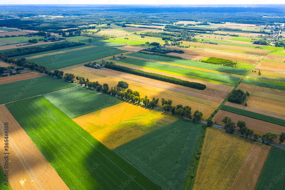 Aerial agricultural landscape, Big field ready to harvest aerial view