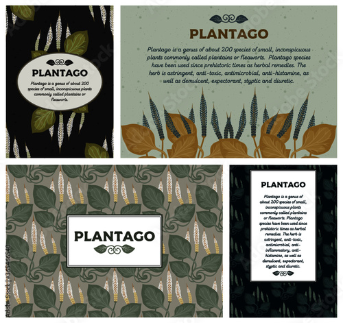 Set of cards with the image of Great plantain, Plantago major. Medicinal plant.