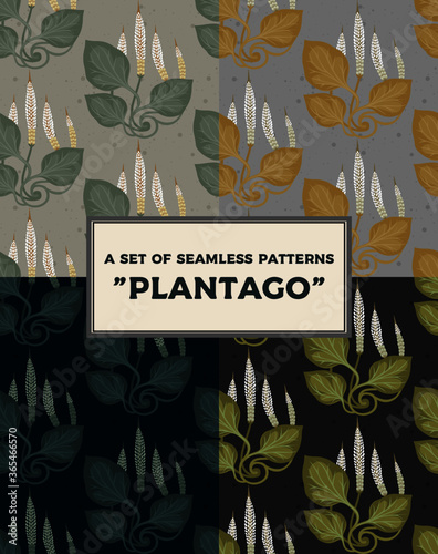 Set of seamless herbal patterns Great plantain, Plantago major. Medicinal plant wild field flower backgrounds.