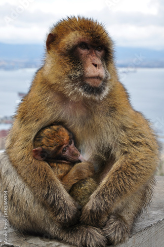 Two apes of Barbary macaques family living of Gibraltar. Mother monkey holding cute ape baby with brown fluffy fur. Macaque family in wild nature. Two primate animals mum and baby © Ninel