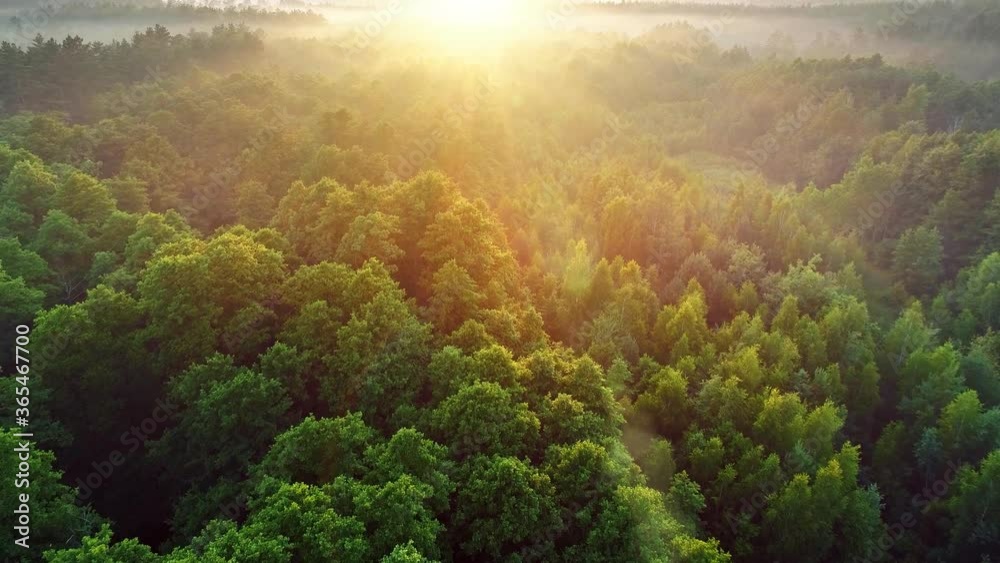Flying over green trees forest at sunrise. Sunrise in the misty forest, optical sun flare. Morning sun and fog. High quality aerial shot, 4K