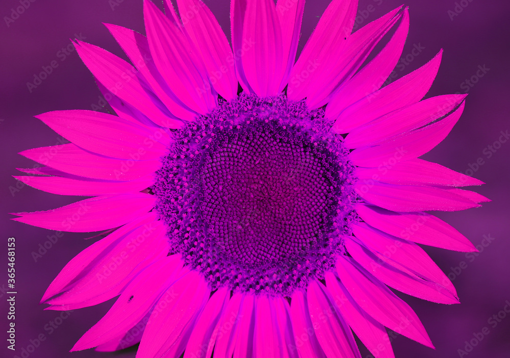 Obraz premium Photo macro of a large sunflower
