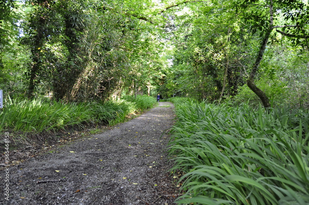 Obraz premium Derrynane park, Ireland