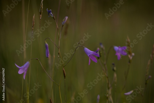 campaula plant in the wild meadow. blue bells in green grass © badescu