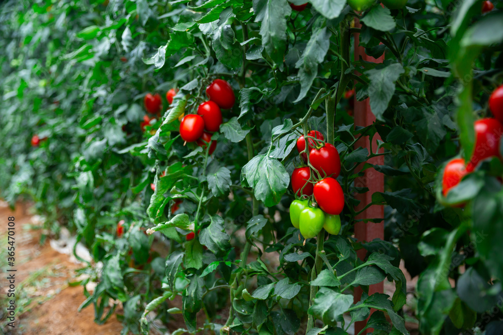Red organic plum tomatoes ripening on bushes in greenhouse. Growing of industrial vegetable cultivars