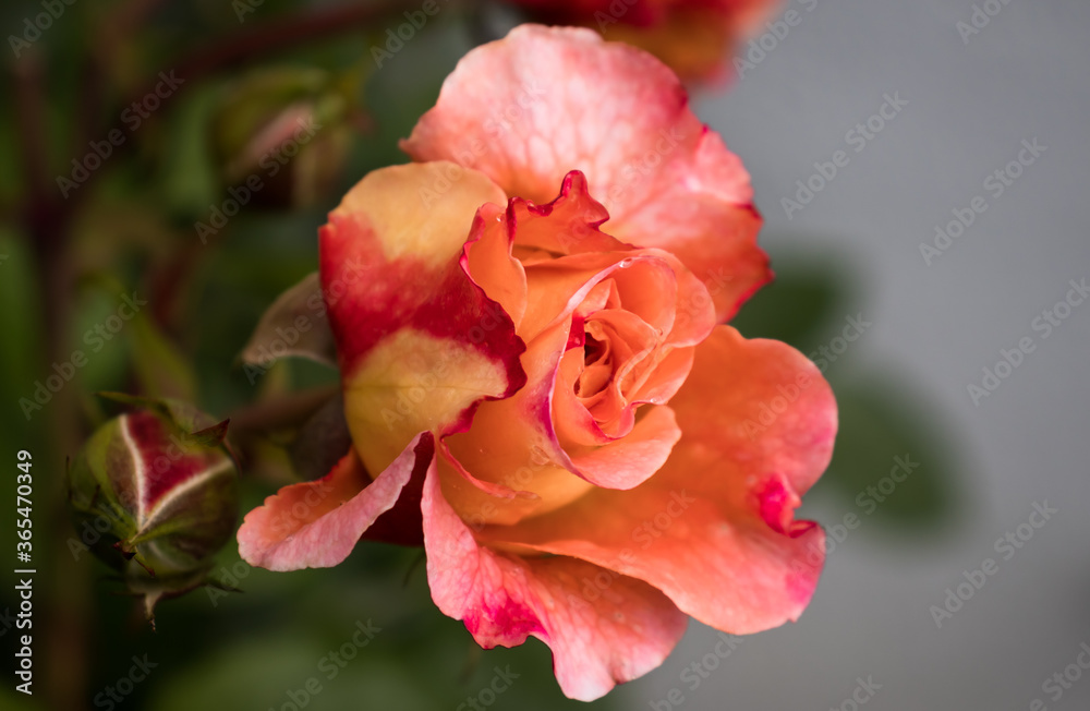 Rose in rosa pink magenta orange gelb