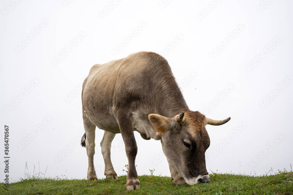cow eating grazing with white background cow eating grazing with white background