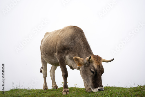 Fototapeta Naklejka Na Ścianę i Meble -  cow eating grazing with white background