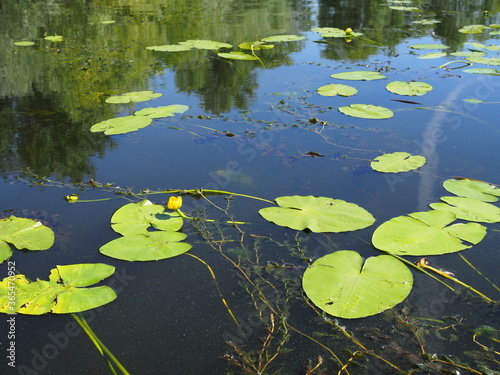 Seamless pond texture with lily pads on the surface