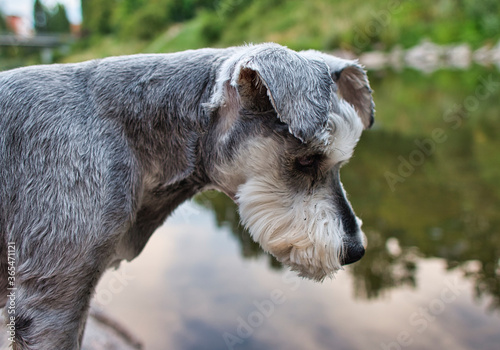 portrait of a Schnauzer Pet dog looking down