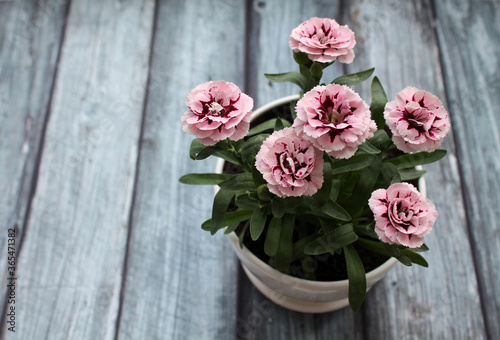 Pink garden carnation in a white planter on a wooden gray background. Concept of growing plants at home and on garden plots 