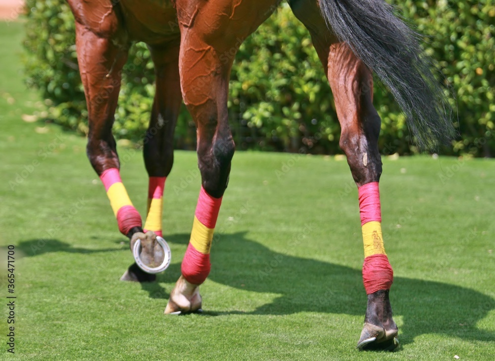 Fototapeta premium Unforgettable moments between horses at a racecourse