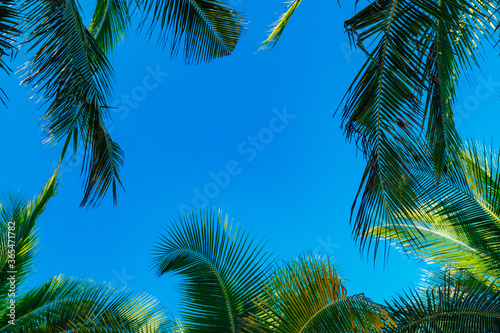 coconut palm leaves on a background of blue clear sky, summer background, travel, nature. Frame