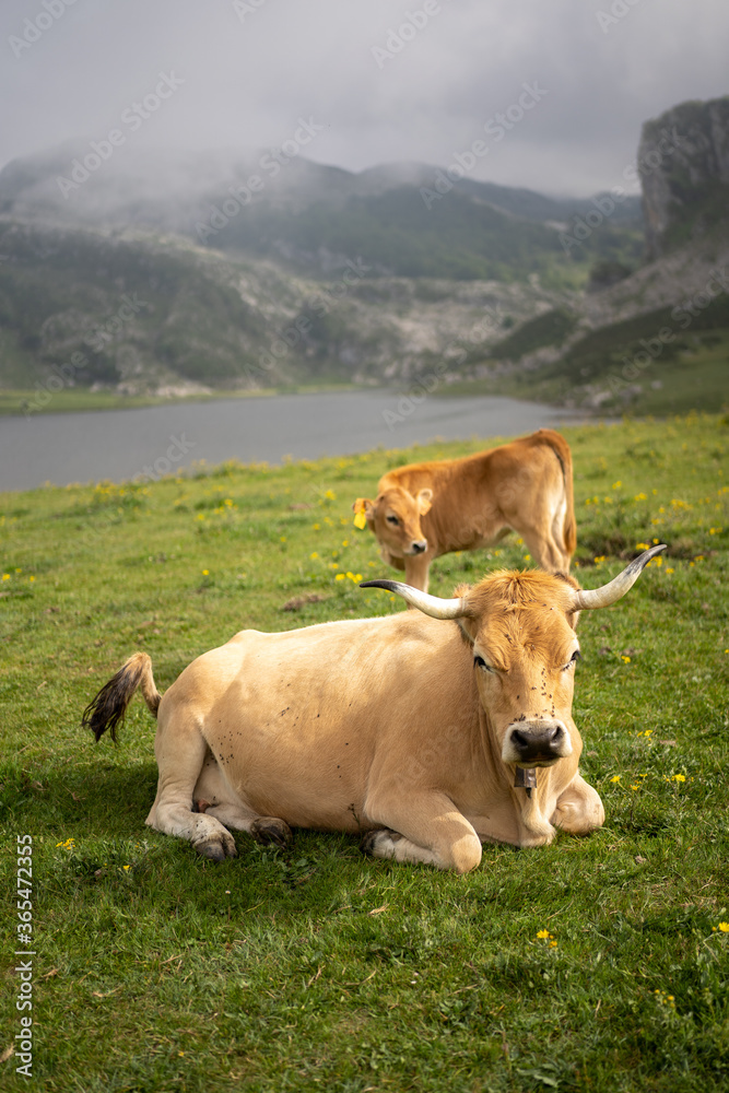two cows grazing in a meadow with a beautiful lake in the background two cows grazing in a meadow with a beautiful lake in the background