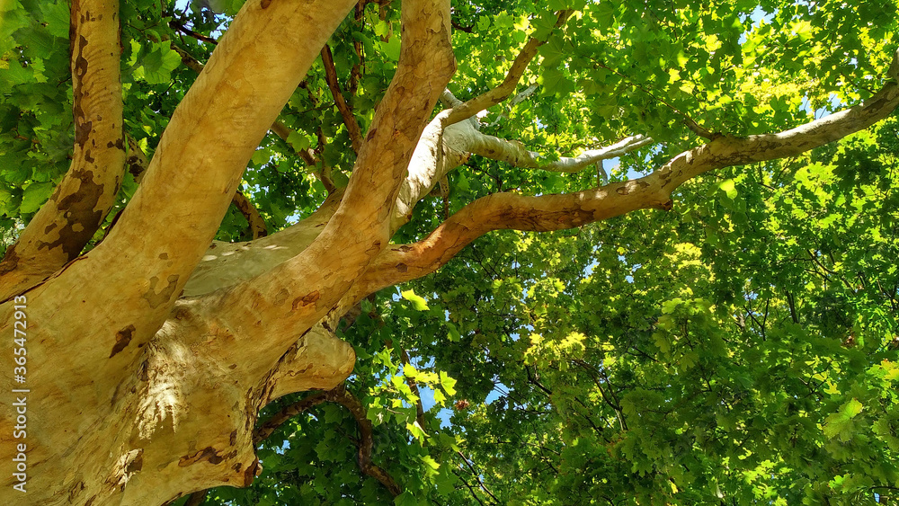 Long, curved and knotted sycamore branches against the dense green foliage Long, curved and knotted sycamore branches against the dense green foliage