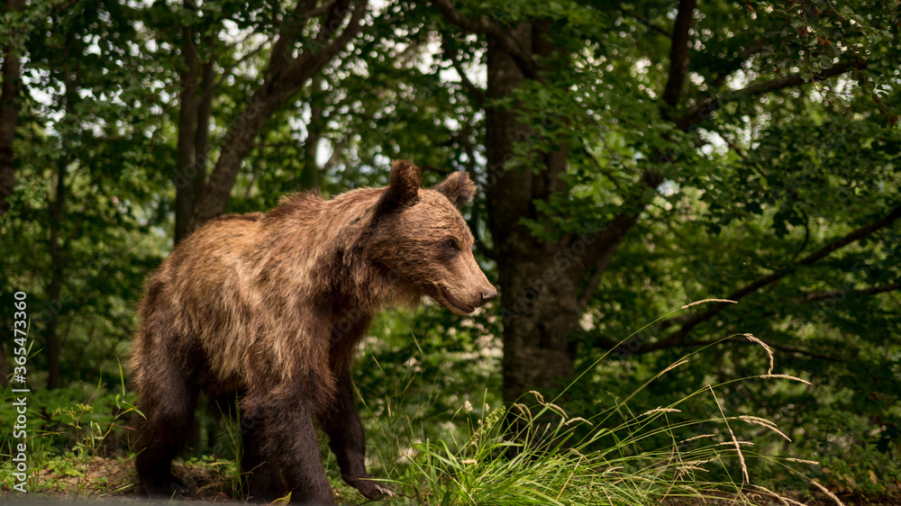 The bear in the forest in the mountains