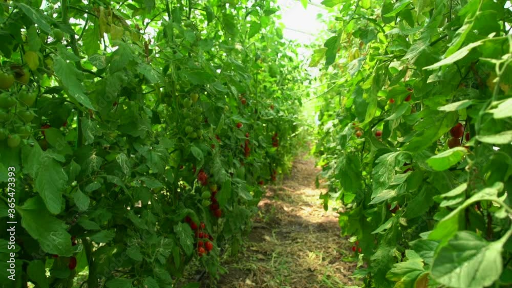 Camera moves through the greenhouse with cherry tomatoes. Organic farm. Slow motion Camera moves through the greenhouse with cherry tomatoes. Organic farm. Slow motion