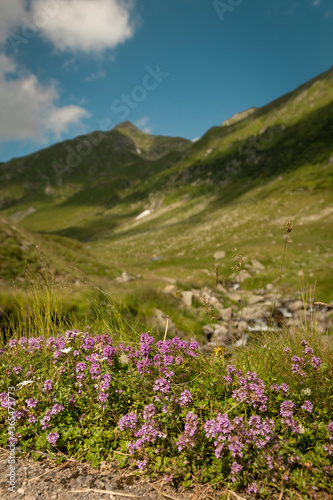 Flowers on the mountain in spring time