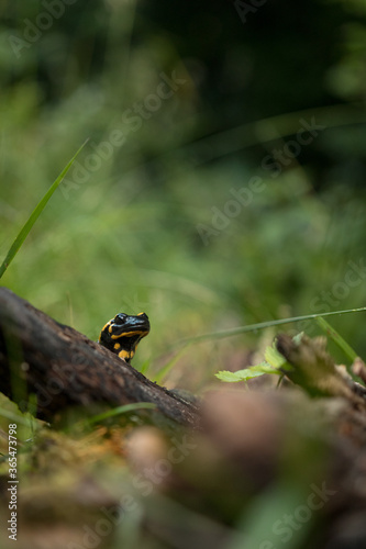 Salamander in the forest in natural light