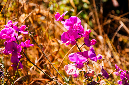 Plants growing in the flowerbeds on Fishermans Wharfe in San Francisco california USA