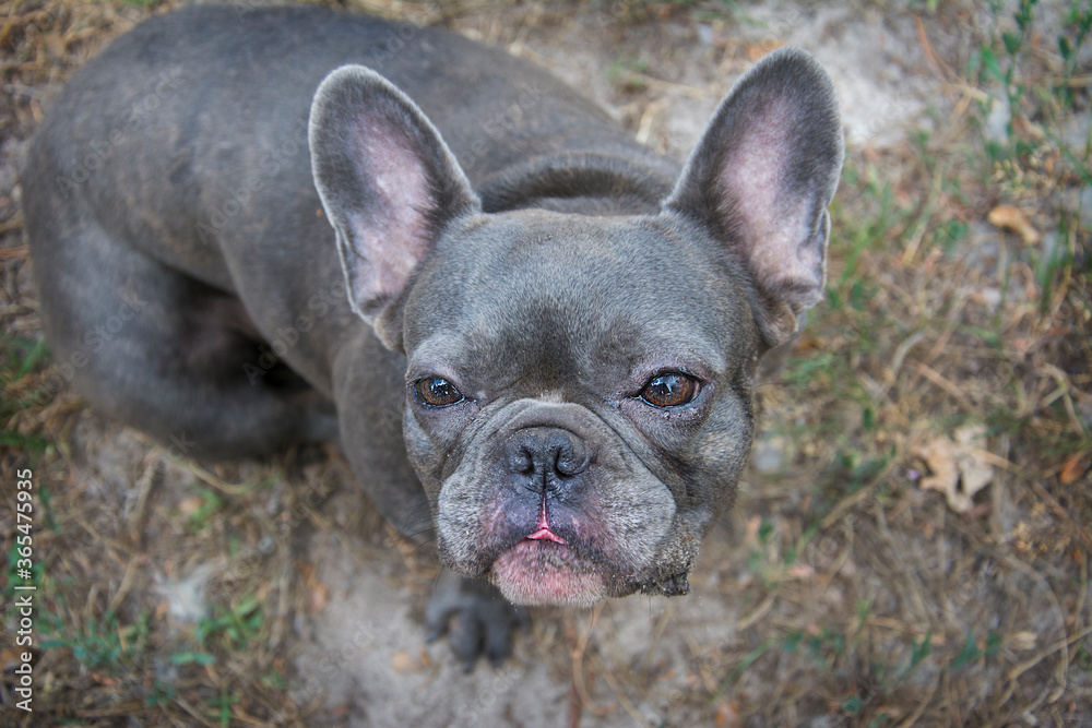 On the street, the face of a French bulldog.