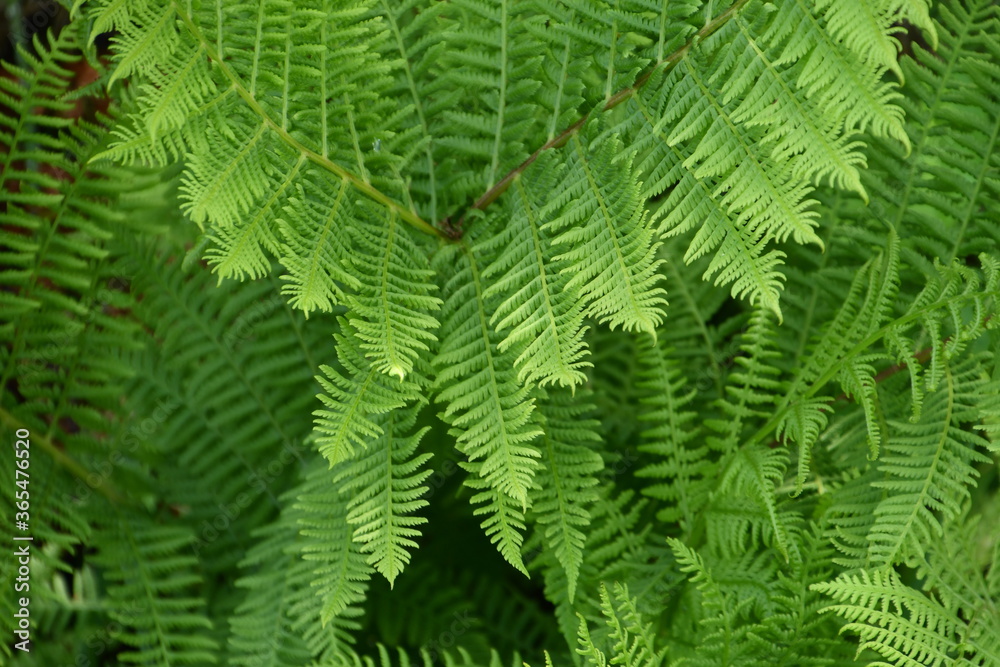 Fresh fern leaf  pbackground phtoo made in Weert the Netherlands
