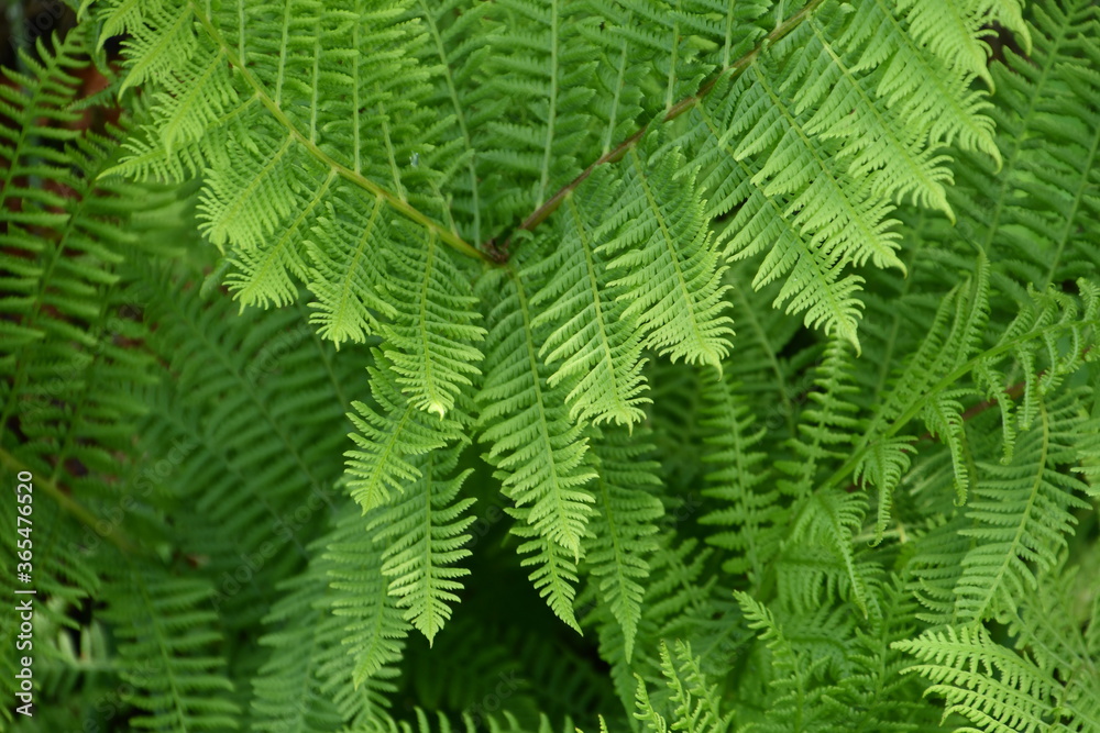 Fresh fern leaf pbackground phtoo made in Weert the Netherlands Fresh fern leaf pbackground phtoo made in Weert the Netherlands