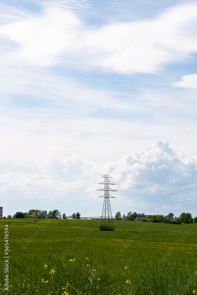 Wild green field / meadow with yellow flowers and other wild herbs on sunny spring / summer day 