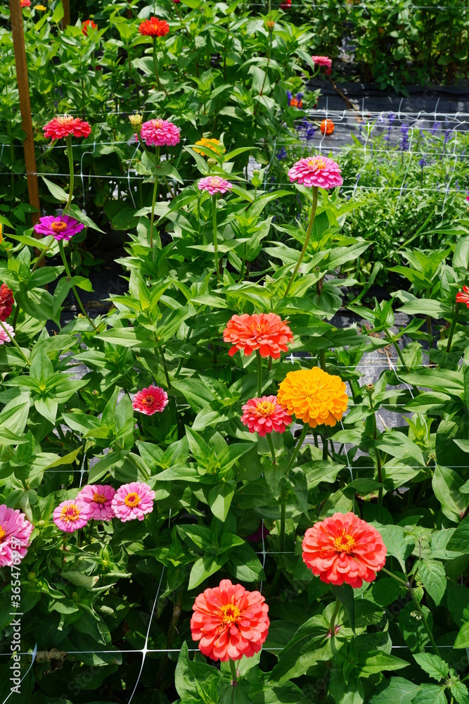 Colorful zinnia flowers in summer