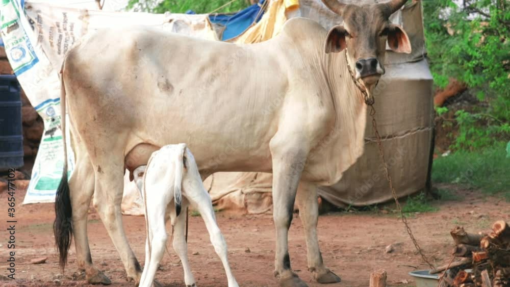 baby calf drinking milk from mother cow,calf sucks a cow, Indian cow ...