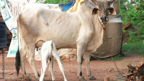 baby calf drinking milk from mother cow,calf sucks a cow, Indian cow cattle drink milk from mother cow, selective focus without noise, newborn cattle drinking milk