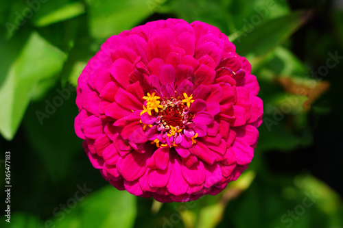 Colorful zinnia flowers in summer © eqroy
