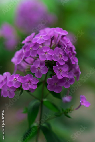 Opened ornamental hydrangea flowers, with fragrant silver petals on the flowers