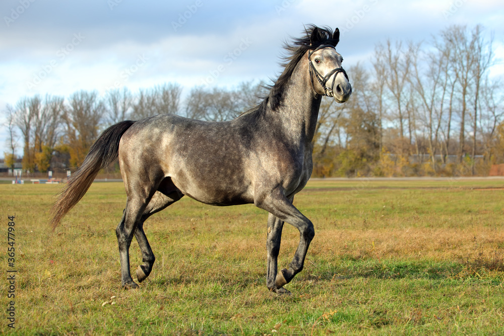 Pure Arabian dapple grey horse on training day on the autumn green field